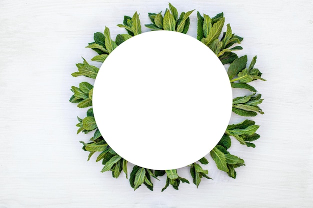 Foto marco redondo con hojas de menta suaveolens frescas, de manzana, de menta, de piña, de lana o de hojas redondas