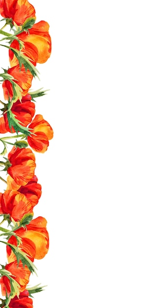Marco vertical de acuarela con amapolas dibujadas a mano flores de campo rojo ilustración de verano de escarlata f