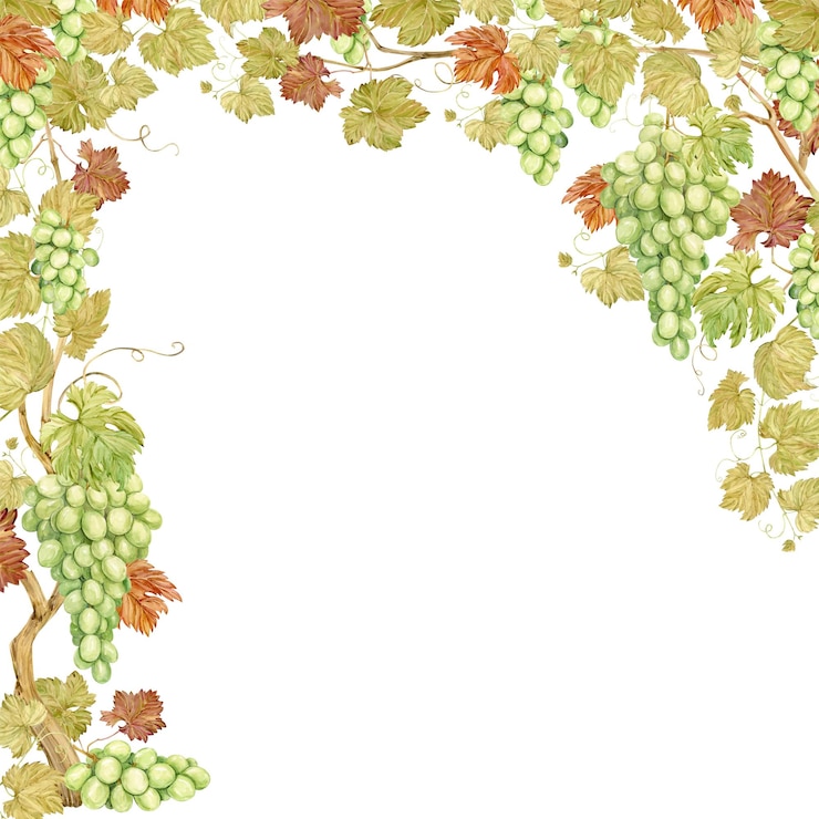 Foto marco vertical de acuarela con uvas ilustración de bayas y hojas verdes de uva marco para la etiqueta de jugo de mermelada de vino blanco clipart para restaurante de café de vino
