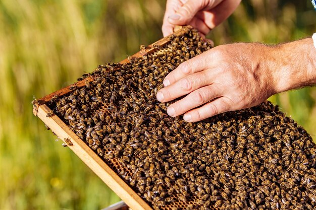 Marcos de una colmena de abejas Apicultor cosechando miel Abejas trabajando en celdas de miel Concepto de apiario