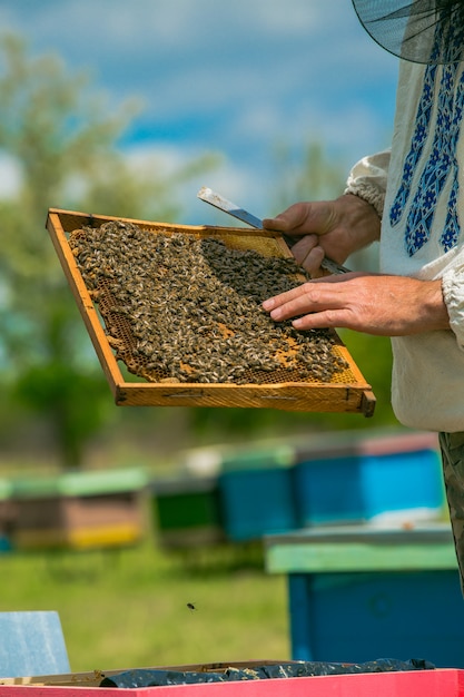 Marcos de una colmena de abejas. La mano del apicultor está trabajando con las abejas y las colmenas en el colmenar.