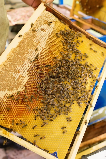 Foto marcos de una colmena abejas ocupadas dentro de la colmena con celdas abiertas y selladas para sus crías.