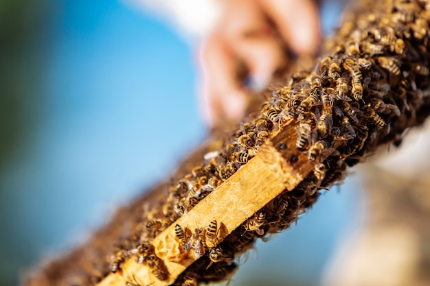 Marcos de una colmena. Abejas trabajadoras en una colmena. Las abejas convierten el néctar en miel.