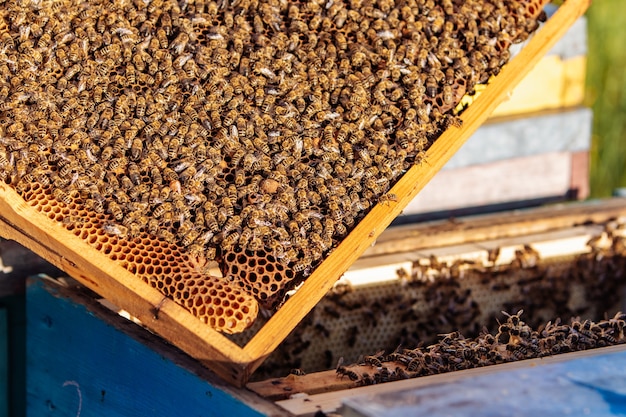 Marcos de una colmena. Abejas trabajadoras en una colmena. Las abejas convierten el néctar en miel.