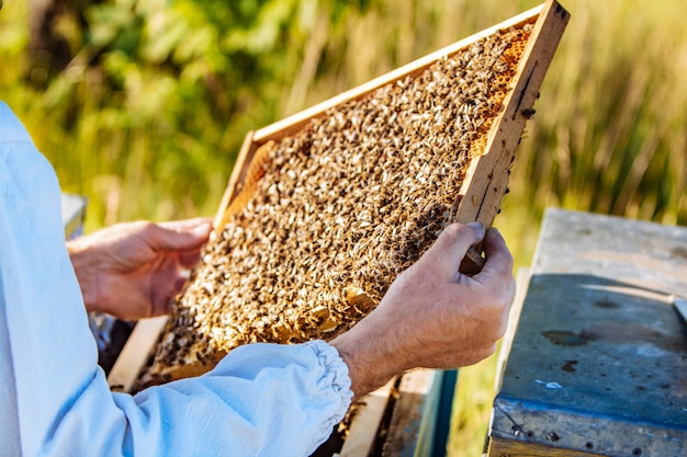 Marcos de una colmena de abejas