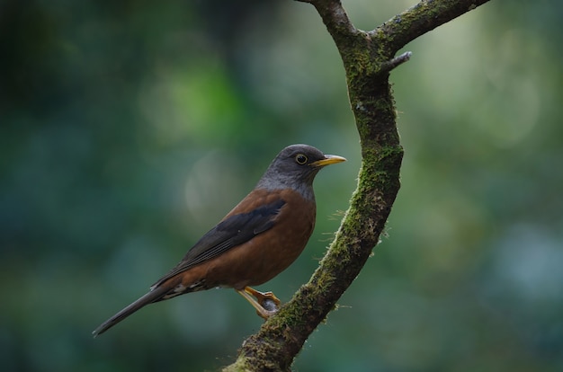 Marderdrossel (Turdus rubrocanus) Vogel