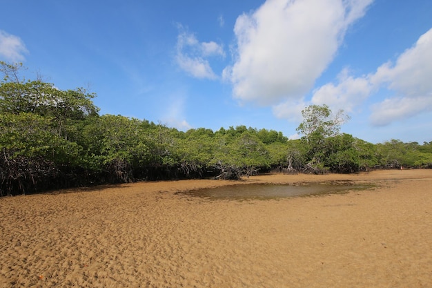 Maré do mar em florestas de mangue na Indonésia