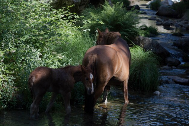 Mare y su potro cruzando el río