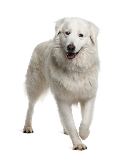 Maremma Sheepdog, 2 años de edad, de pie