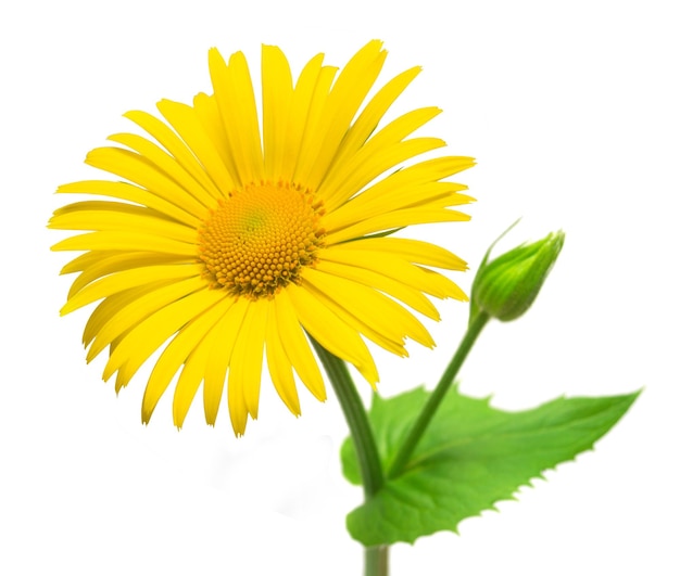 Margarida amarela isolada em um fundo branco. Cartão de flores