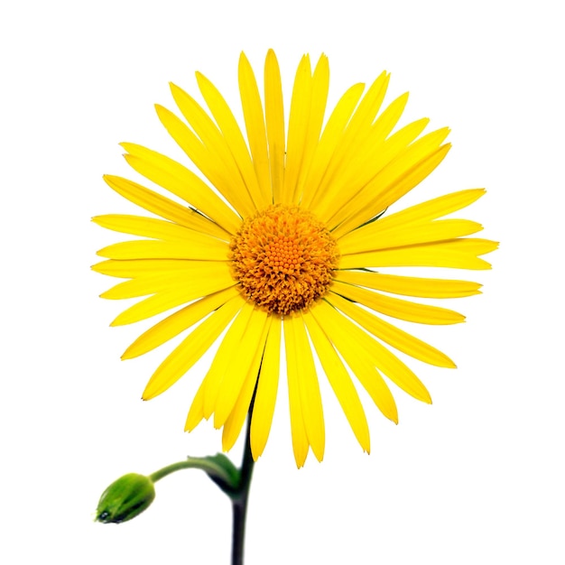 Margarida amarela isolada em um fundo branco. Flor. Camada plana, vista superior