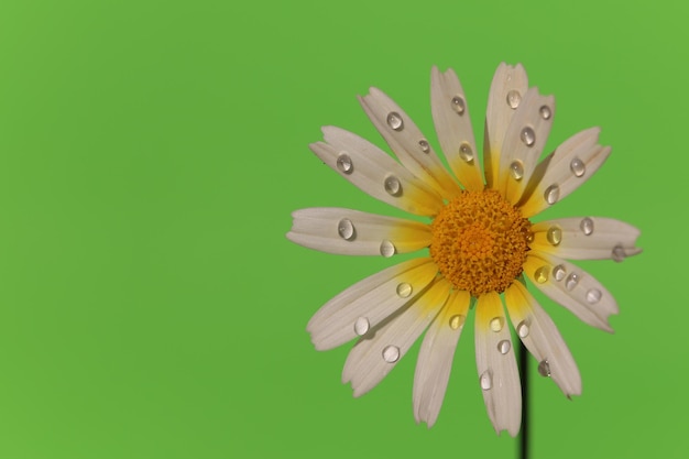 Margarida com gotas de água e fundo verde