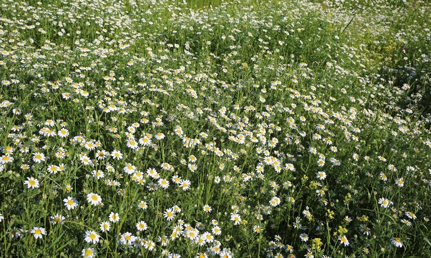 Margarida de primavera natural no Prado