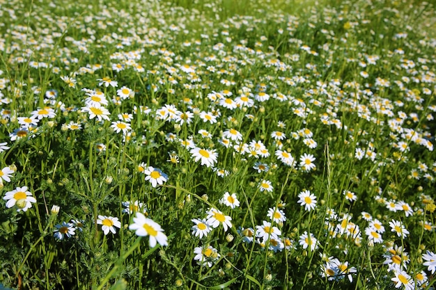 Margarida de primavera natural no Prado