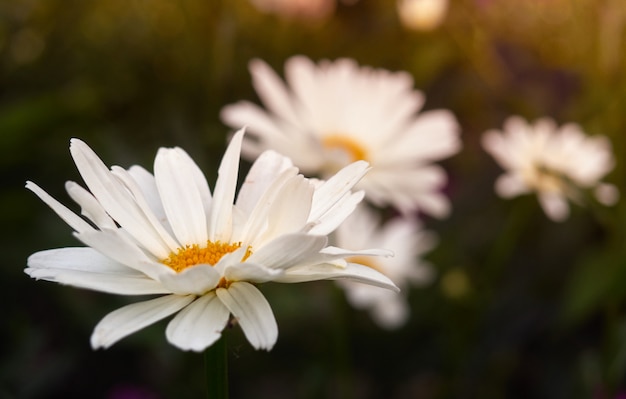 Margarida desabrocham flores.