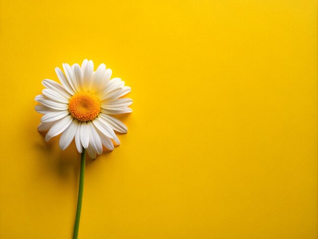 Foto margarida está de pé na superfície com fundo