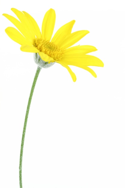 Margarida flor isolada em branco