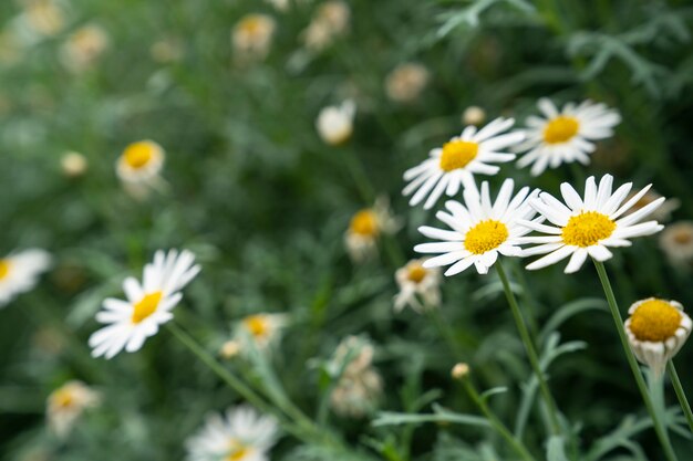 margarida flor que floresce no jardim