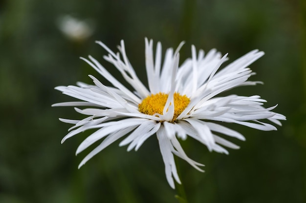 Margarida flores leucanthemum margarida louca fecham no jardim de verão