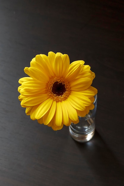 Margarida gerbera amarela em fundo escuro