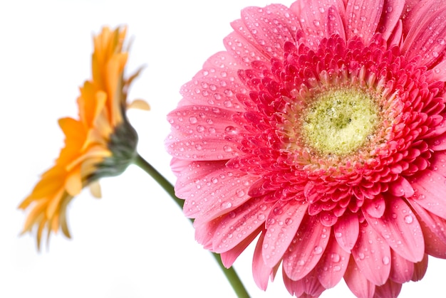 Margarida-gerbera rosa com gotas de água isoladas em branco