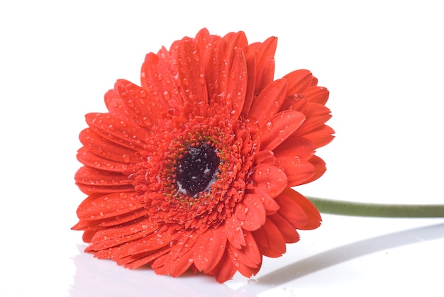 Margarida-gerbera vermelha com gotas de água isoladas em branco