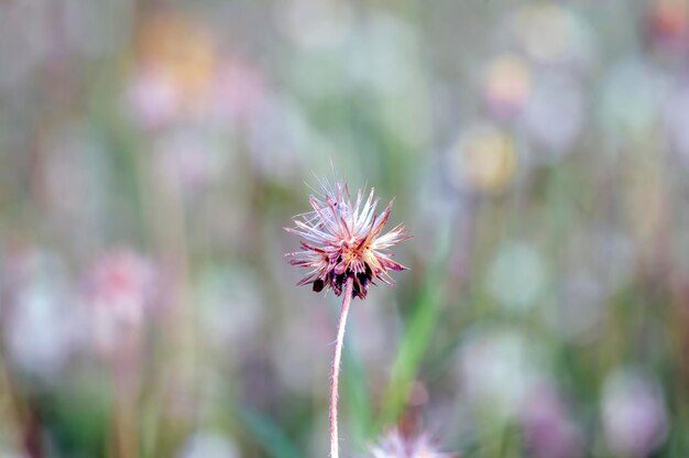 Foto margarida mexicana tridax procumbens l pequenas flores brancas no prado foco selecionado