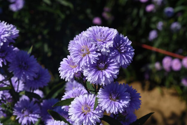 Margarida-michaelmas europeia (aster amellus) no jardim