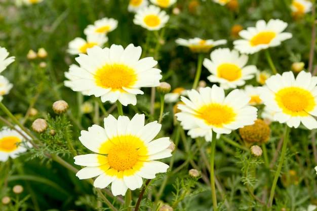 Margarida primavera flores campo amarelo e branco prado