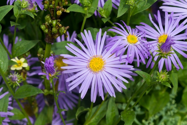 margarida roxa