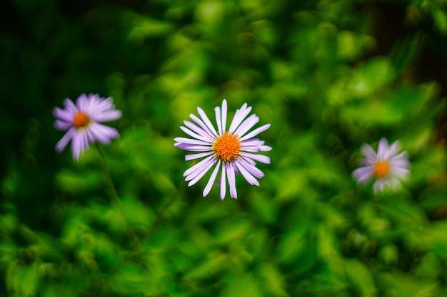 Margarida violeta luz flores de cima