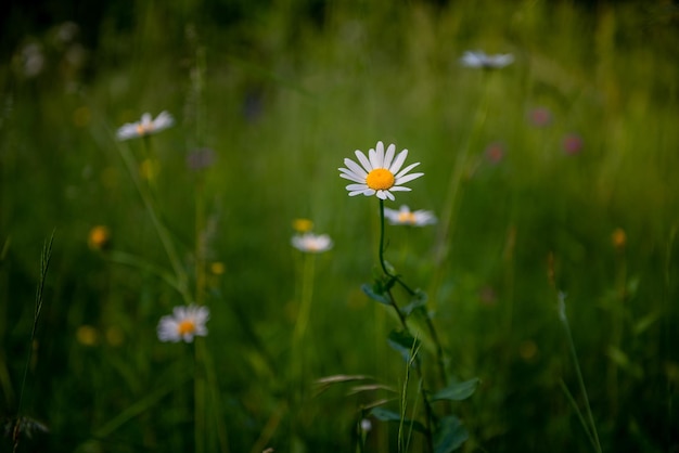 margarida