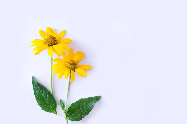 Margaridas amarelas em fundo branco