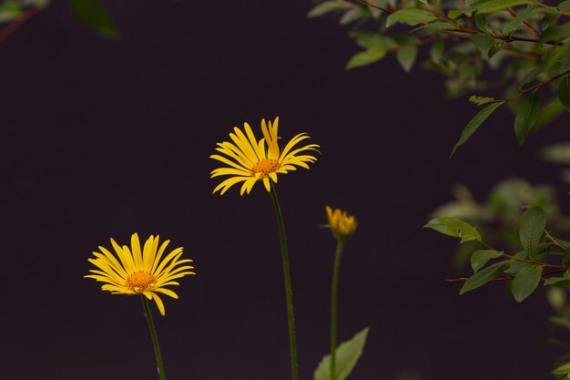 Margaridas amarelas em um fundo escuro