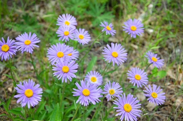 Margaridas azuis Felicia crescendo na Buriácia selvagem