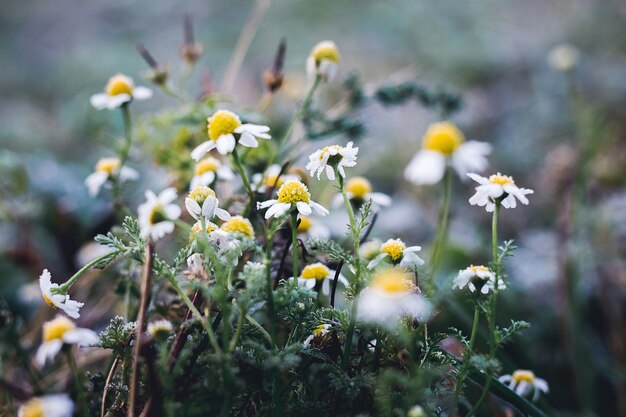 Margaridas brancas cobertas de geada. Aproximação de inverno