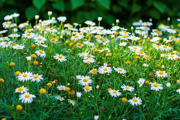 Margaridas brancas do beira-mar em um jardim da mola.