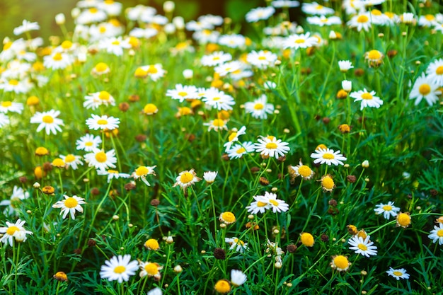 Margaridas brancas do beira-mar em um jardim da mola.