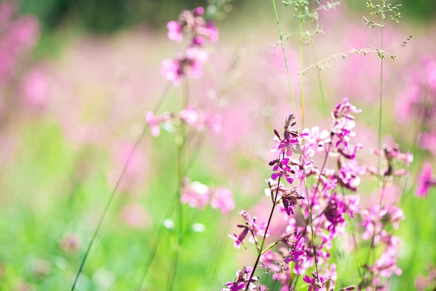 Foto margaridas brancas e ervas cor-de-rosa floresceram no prado ivan chá floresce entre a floresta em um dia ensolarado em junho belas flores silvestres fundo natureza de verão