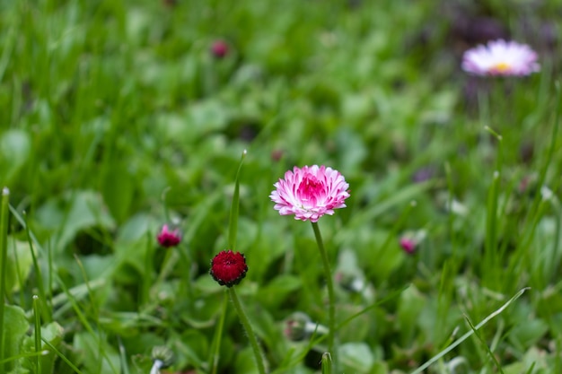 Margaridas brancas e rosa em um prado verde closeup