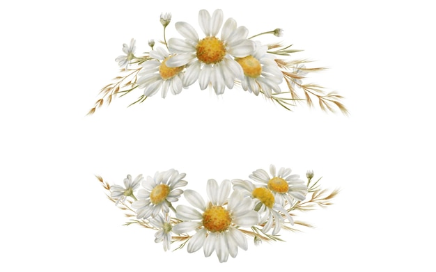margaridas brancas flores botões flores secas como um símbolo de pureza inocência amor fidelidade aquarela