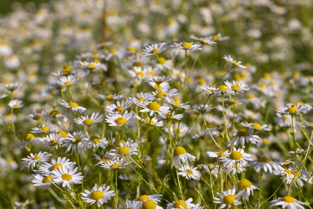 Margaridas brancas no verão no campo