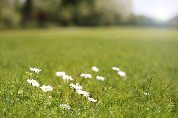 Margaridas brancas pequenas em um fundo de grama verde. Camomilas brancas em um prado verde nos raios de luz solar. Espaço para texto