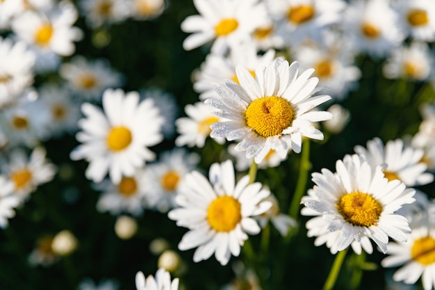 Margaridas. camomila. muitas flores com pétalas brancas.