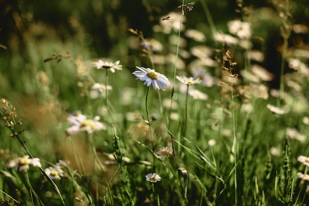 Margaridas de campo branco em hastes lisas