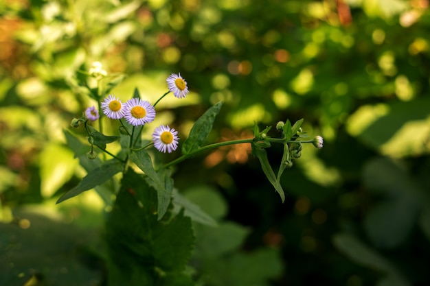 Margaridas de campo