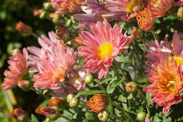 Margaridas-de-rosa no jardim