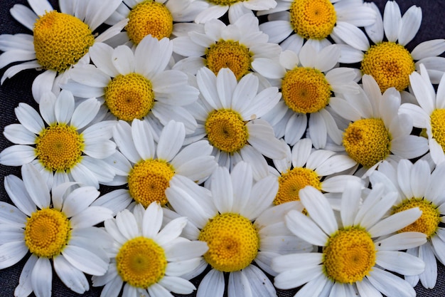 Margaridas delicadas em um lugar de fundo preto para espaço de cópia de texto