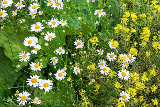 Margaridas e outras flores silvestres crescem no prado. Padrão e textura de flores do prado
