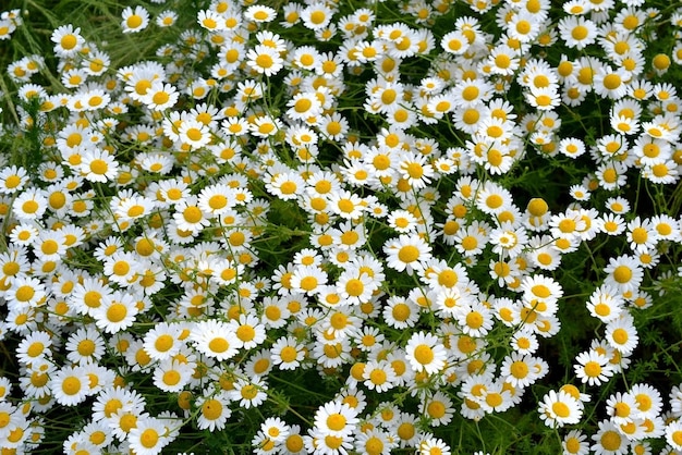 Margaridas em um campo de grama